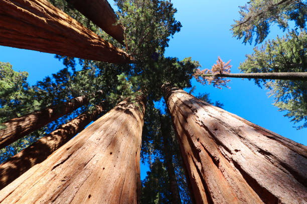 istock look up to the great Sequoia Trees California 1280746343