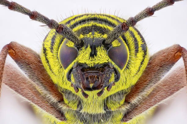 vista frontal de un borer de langosta de mi colección de insectos sobre fondo blanco - megacyllene robiniae fotografías e imágenes de stock