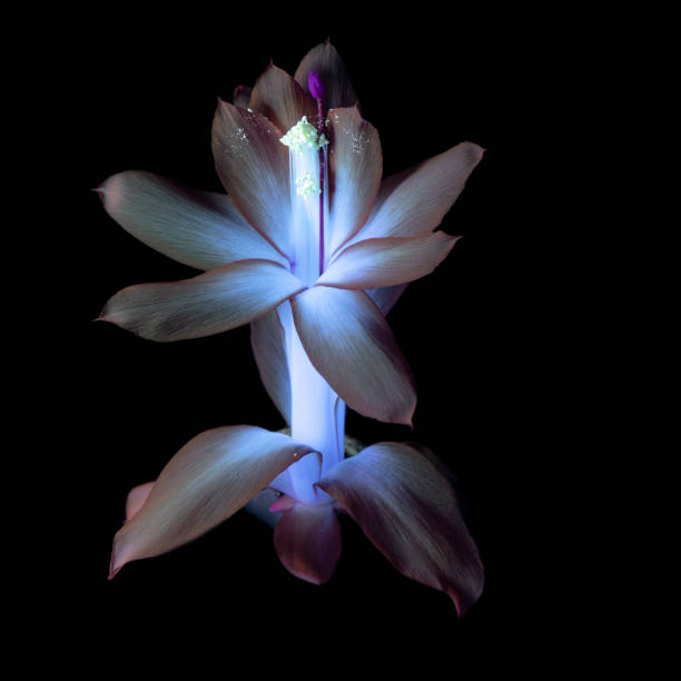 istock UVIVF Red Christmas Cactus 1280746392
