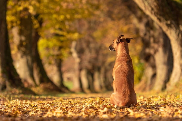 dog is sitting in the autumn forest and shows his back. malinois rhodesian ridgeback hybrid - dog tranquil scene pets animals and pets imagens e fotografias de stock