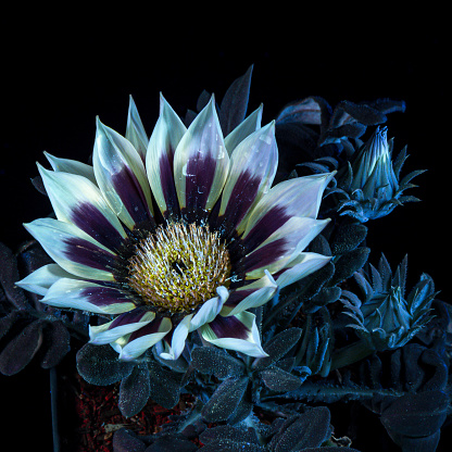 A UVIVF (Ultraviolet Induced Visible Fluorescence) image of a Gazania flower