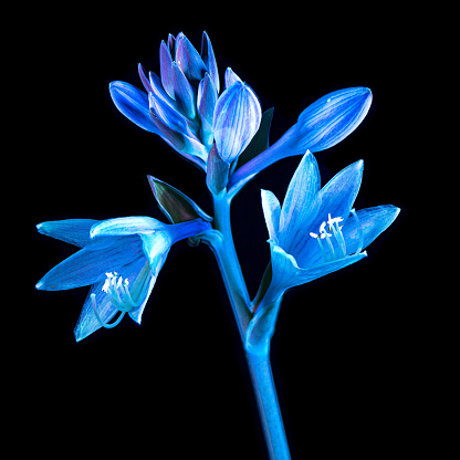 A UVIVF (Ultraviolet Induced Visible Fluorescence) image of a Hosta flower