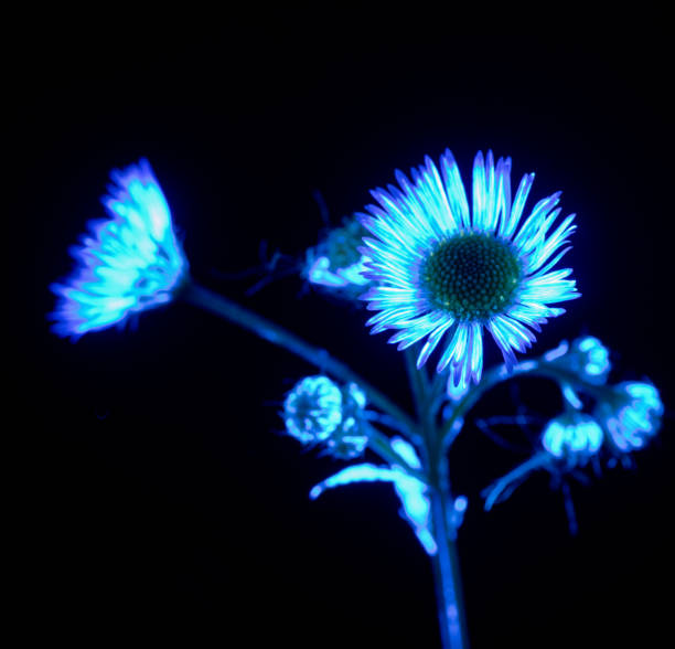 A UVIVF (Ultraviolet Induced Visible Fluorescence) image of a Wildflower with UV ink