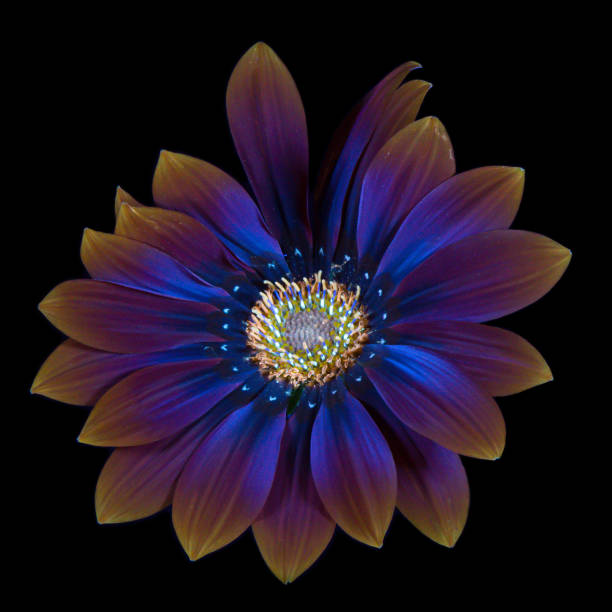 istock UVIVF Gazania 1280746532