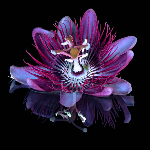 UVIVF Passion Flower A UVIVF (Ultraviolet Induced Visible Fluorescence) image of a Passion Flower passion flower stock pictures, royalty-free photos & images