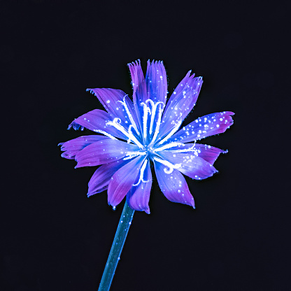 A UVIVF (Ultraviolet Induced Visible Fluorescence) image of a Wildflower with UV ink