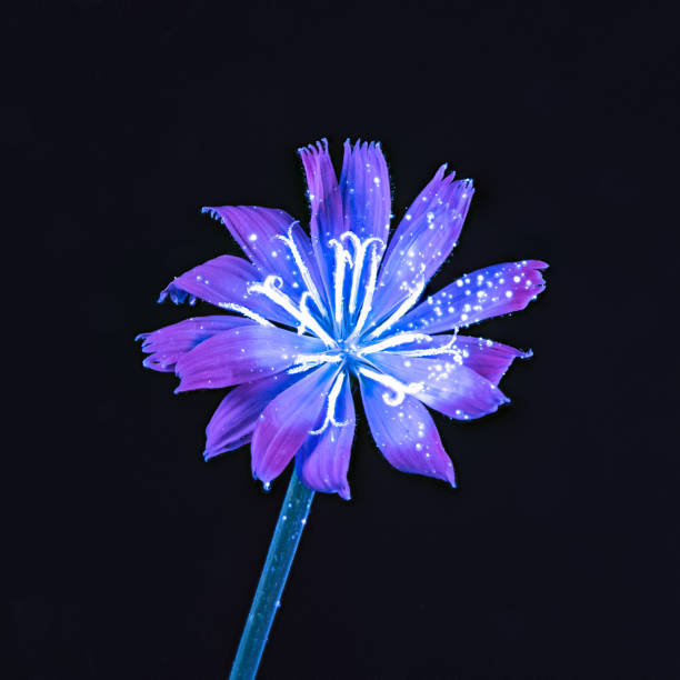 uvivf wildflower with uv ink - single flower flash imagens e fotografias de stock