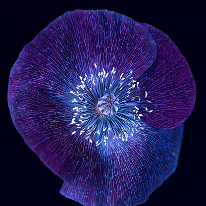 A UVIVF (Ultraviolet Induced Visible Fluorescence) image of a Purple Poppy flower