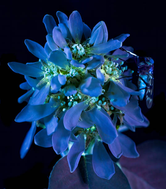 A UVIVF (Ultraviolet Induced Visible Fluorescence) image of a Serviceberry flower with a fly