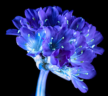 A UVIVF (Ultraviolet Induced Visible Fluorescence) image of a Thrift Flower