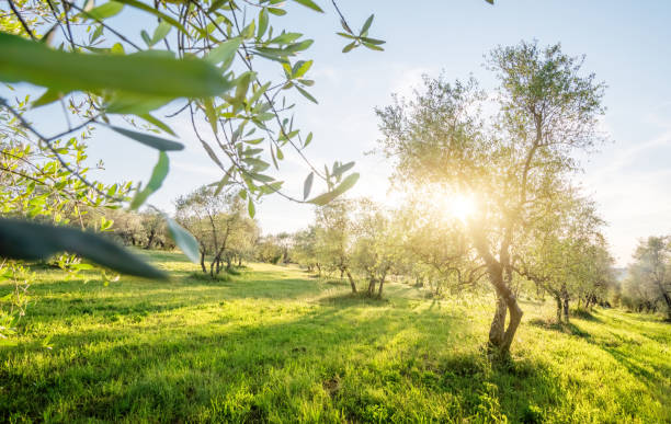 istock Olive tree garden in Tuscany, Italy 1280747995