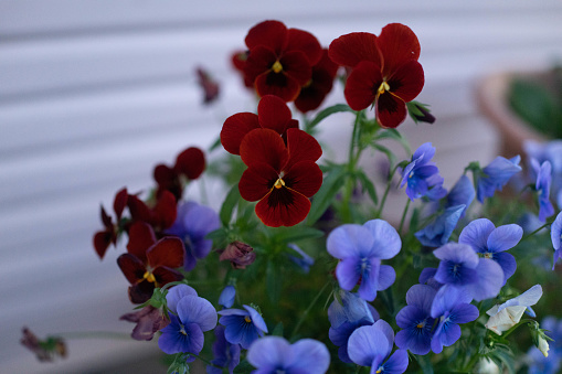 Purple, blue and red pansy strains planted in pots