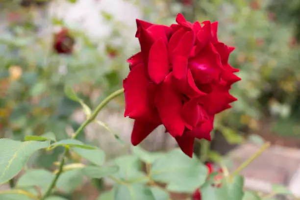 Crimson rose single-flower close-up
