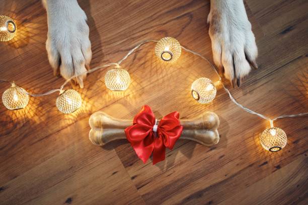 Concept of Christmas, New Year's party with pets, bright holiday mood.