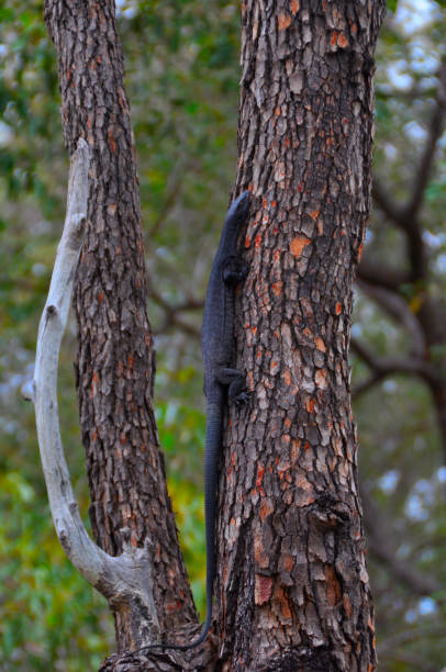 istock A black headed monitor lizard climbing a tree 1280749228