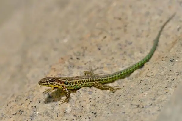 Photo of Tyrrhenian wall lizard (Podarcis tiliguerta) is a species of lizard in the family Lacertidae. The species is endemic to the islands Sardinia and Corsica.