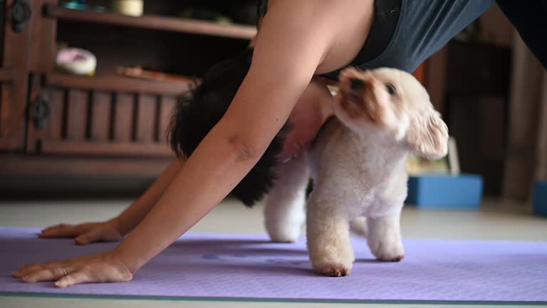 An asian chinese mid adult female practicing yoga exercising at home living room while her toy poodle disturbing her seeking attention