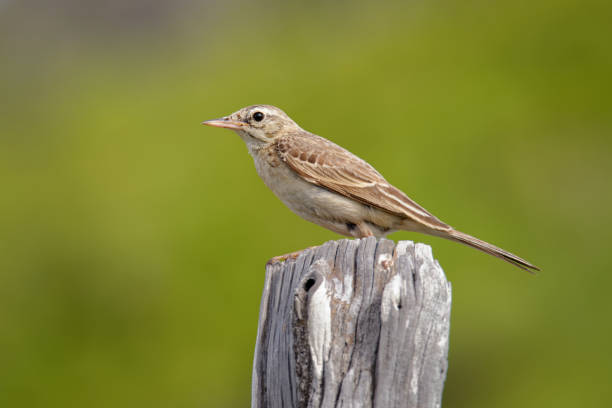 istock Tawny Pipit - Anthus campestris sitting medium-large passerine bird, breeds from northwest Africa and Portugal to Central Siberia and on to Inner Mongolia. 1280749687