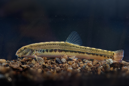 Bulgarian spined loach - Cobitis strumicae species of ray-finned fresh water fish in the family Cobitidae. It is found in Bulgaria and Greece.