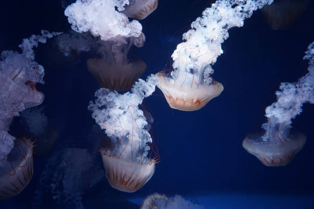 istock South American sea nettle 1280750759
