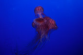Japanese sea nettle. Chrysaora pacifica