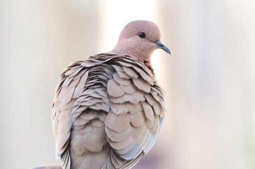 A pigeon with attractive feathers.