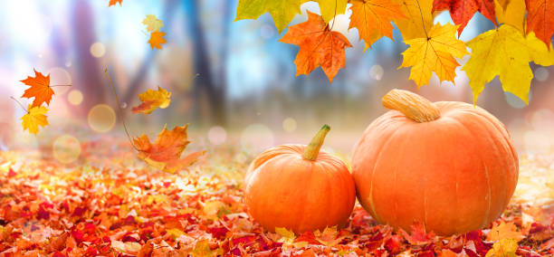 istock Thanksgiving pumpkins on autumn leaves background 1280751746