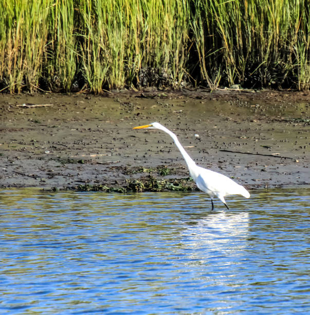 This gorgeous creature of a Great White Heron is about to stomp its' prey it has been stalking for minutes on end, in the Great Egg Harbor Bay, Somers Point, New Jersey, USA on October 2, 2020 at 16:25:36 + 0000.