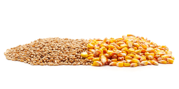 Grain wheat and corn isolated on a white background.
