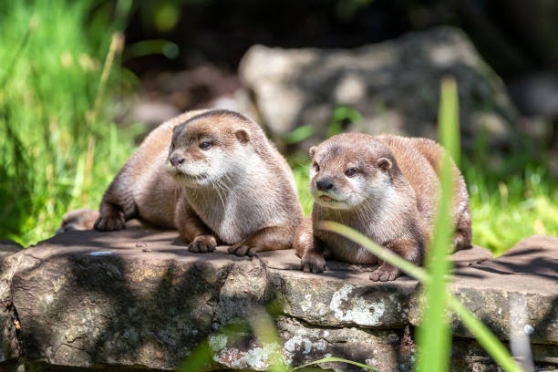 istock Two attentive Oriental small-clawed otters crouched on a stone wall 1280755464