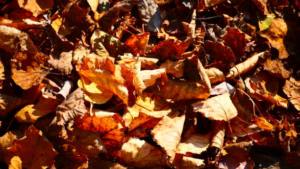 istock Autumn leaves in close-up full frame 1280756746