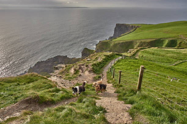 tre cani che camminano lungo le scogliere di moher durante il tramonto. cani che camminano sulle scogliere della moher, irlanda. - cliffs of moher county clare cliff republic of ireland foto e immagini stock