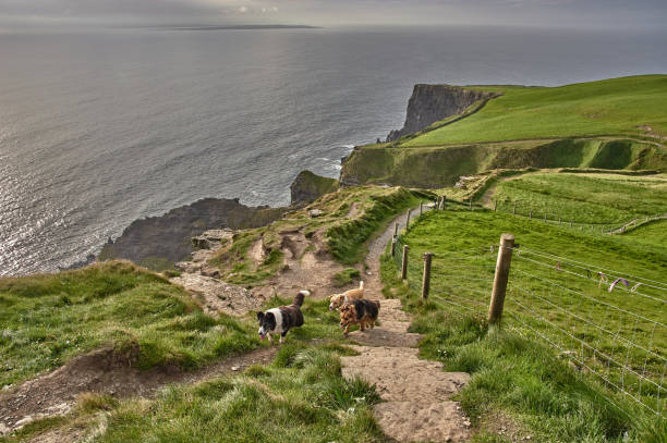 istock Three dogs walking along the cliffs of moher during sunset. Dogs walking at the cliffs of moher, Ireland. 1280756826