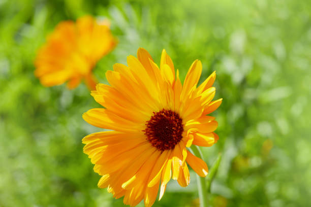 istock flowers of calendula  (Calendula officinalis) 1280757064