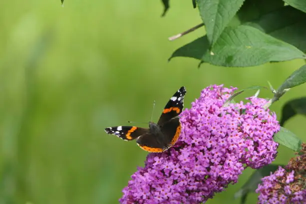 A butterfly spreads its wings and sits on a lilac bush.