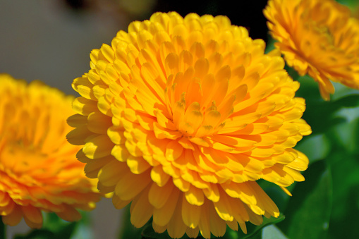 Calendula, also called Pot Marigold, is a flowering plant in the daisy family. It is in bloom for a long period of time from late spring to summer and autumn. The color of flowers range from yellow to deep orange and cream with ray florets or disk florets. Pot marigold florets are edible.