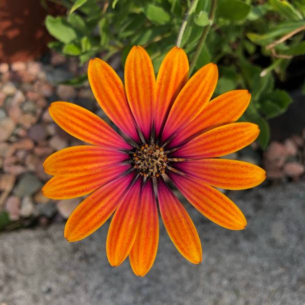 Osteospermum “Purple Sun” African Daisy stock photo