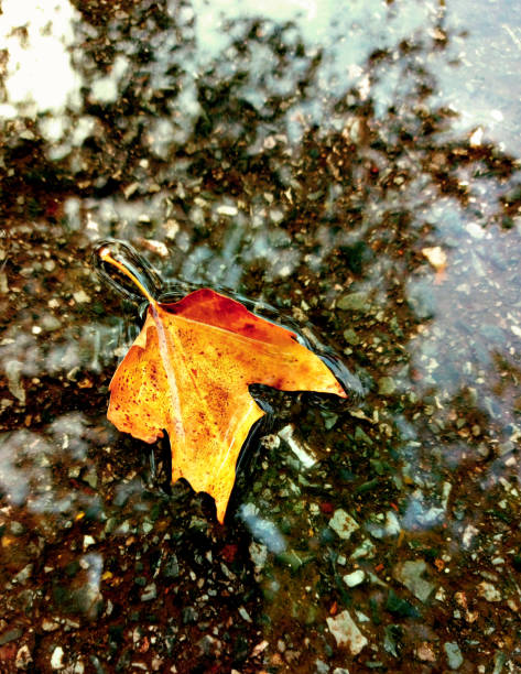 istock Beautiful autumn yellow leaf in floating in water 1280764909