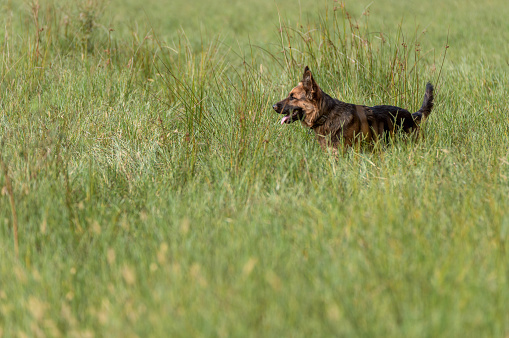 German shepherd lies in the grass