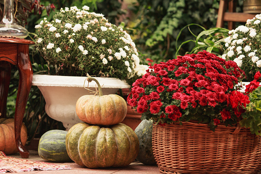 Shot of beautiful potted chrysanthemums, pumpkins and other lush foliage set on a beautiful domestic garden.