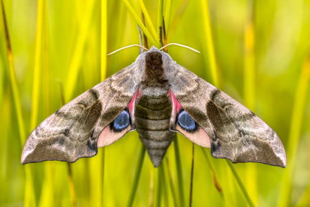 Eyed hawk moth Eyed hawk-moth (Smerinthus ocellatus) is a European moth of the family Sphingidae.  The caterpillars feed on willow. smerinthus ocellatus stock pictures, royalty-free photos & images