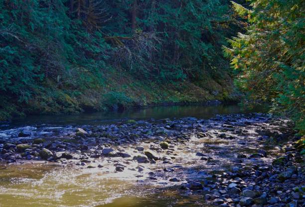 istock Mt. Hood's Salmon River 1280768518