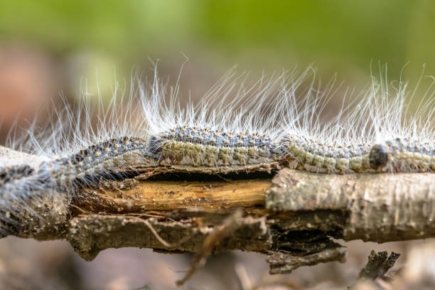 Oak processionary caterpillars Oak processionary (Thaumetopoea processionea) caterpillars in a row on procession in june, the Netherlands moth larvae pictures pictures stock pictures, royalty-free photos & images