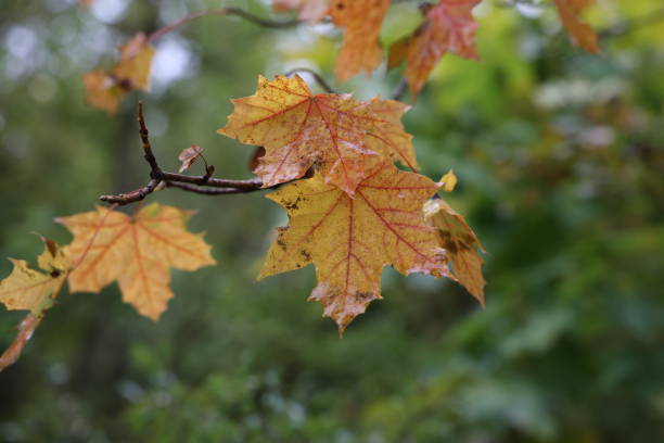 istock Leaves on a tree in the forest in autumn 1280768677