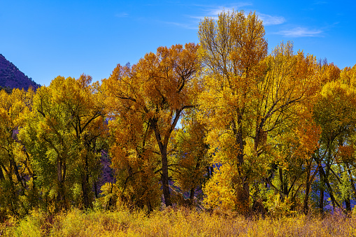 Eagle River Fall Autumn Landscape - Scenic brilliant Cottonwood Trees in warm afternoon light. Gypsum, Colorado USA.