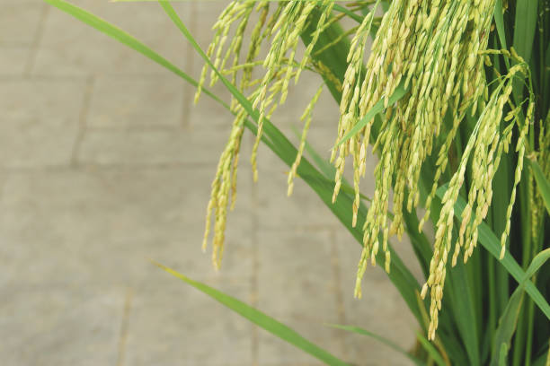 istock Golden Ear of Rice 1280769761