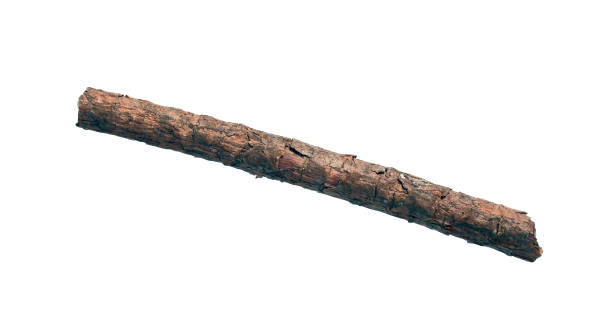 istock Old dry branch of a tree 1280769812