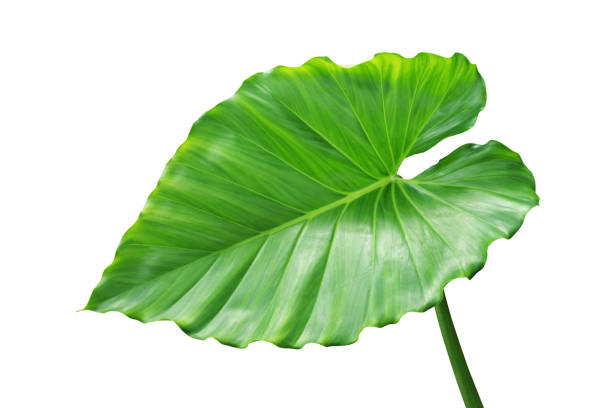 istock Green Leaf of Elephant Ear Plant Isolated on White Background 1280769958