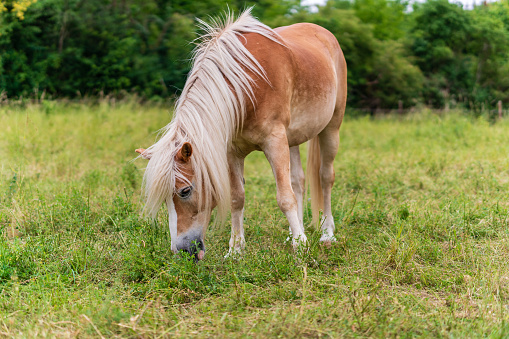 Brown horse with long, wild mane grazing in a grassy meadow. Horse eating grass in free range pasture. Background blur.