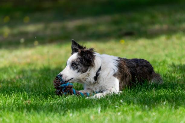 istock portrait of australian shepherd dog 1280771191